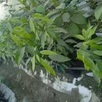 نهال انبه ،گارومزنگی ، نارنج