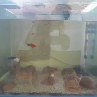 ماهی و آکواریوم