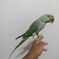 شاه طوطی دستی و سخنگو