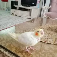 جوجه عروس هلندی
