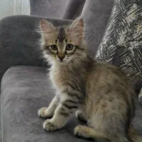 واگذاری بچه گربه نر