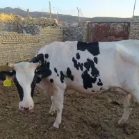 دو عدد گاو هلشتاین