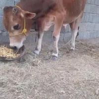 گاونر