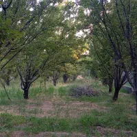فروش یک قطعه زمین  نوا برای ساخت و  باغ در خانقاه