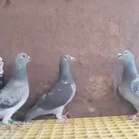 کبوتر جاده اهواز