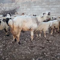 قوچ|حیوانات مزرعه|رامهرمز, |دیوار