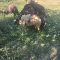 بره قوچ پلنگی
