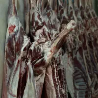 قلوه گاه گوسفندی