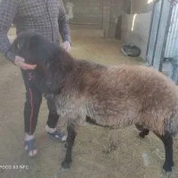 قوچ