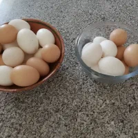 تخم‌مرغ