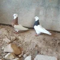 طوقی