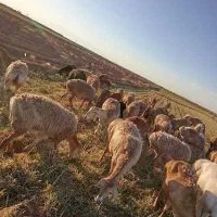 دو عدد گوسفند چینی
