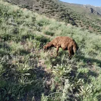 تعدادی بره نر