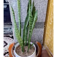 گلها
