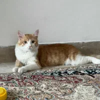 واگذاری گربه