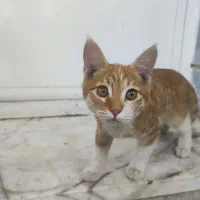 گمشده