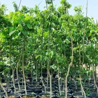 ارقام نهال گلدانی ریشه پرس