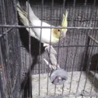 عروس هلندی