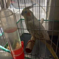 عروس هلندی گل باغالی