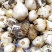 موسیر داشتین زنگ بزنید به قیمت روز تسویه انی