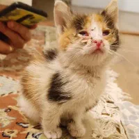 واگذاری بچه گربه
