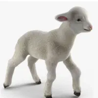 گوسفند