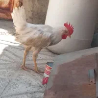خروس