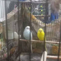 دوعددمرغ عشق جوان