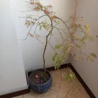 گل اپارتمانی