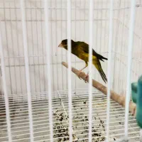 قناری سبز چمنی یه سر جیور