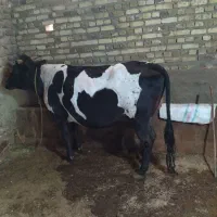گاو قصر