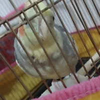 عروس هلندی زیبا و دم بلند