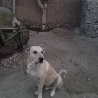 سگ سرابی