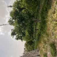 باغچه-250-متر-آب-برق-گاز-جابان-دماوند-اقساط-سند