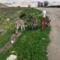 شیر الاغ