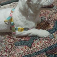 واگذاری رایگان