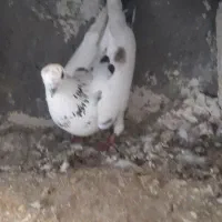 کبوتر فروشی