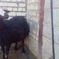 بره قوچ افشار.خان آباد