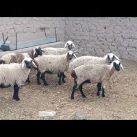 میش و بزغاله آگاهی را درست بخونید7800