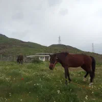 اسب مادیان