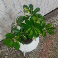 حراج گل