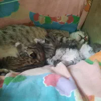 واگذاری رایگان گربه مادر با بچه هاش. فوری