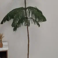 گل طبیعی کاج مطبق