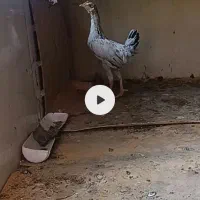 دوعدد جوجه