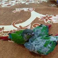 طوطی گرینچیک ردفکتور دبل رد دستی سالم