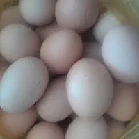 تخم مرغ محلی تازه