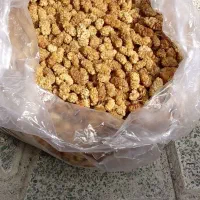 توت سفید