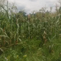 فروش ارزن یا جارو سنتی