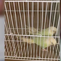 گرینچیک طوطی