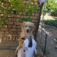 واگذاری سگ شیتزو